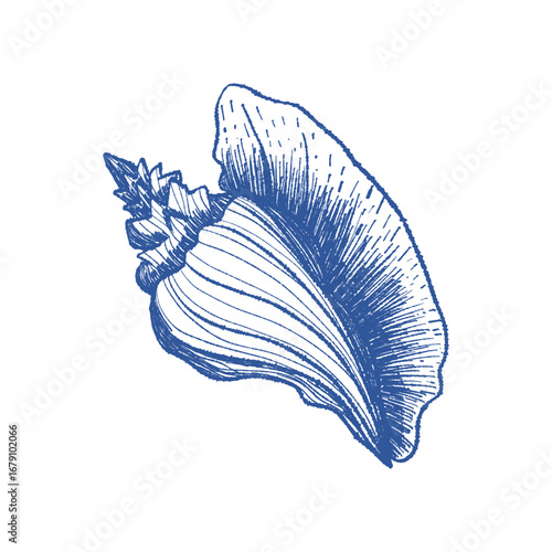 Spiral sea shell textured hand drawn vector art. Mediterranean blue ink line bivalve mollusk. Icon contour symbol for summer, home decor, vacation print, stickers, tag, logo