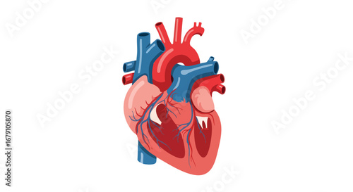 Anatomical Heart Illustration Showcasing the Complex Network of Arteries and Veins for Medical and Educational Purposes