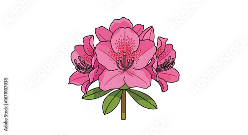 Detailed illustration of a vibrant pink azalea blossom with distinct features on a white backdrop displaying intricate details in petals