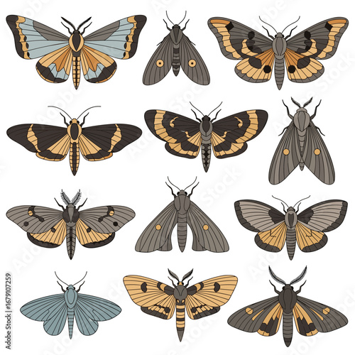 A collection of vintage style moth illustrations displayed in a grid pattern