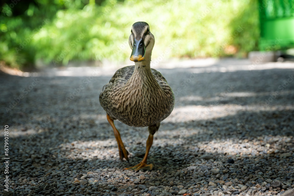 Fototapeta premium An eastern spot-billed duck or Chinese spot-billed duck (Anas zonorhyncha) walking on a path in a Tokyo park, Japan.