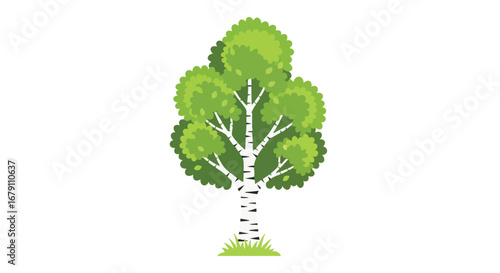 Birch tree with lush green leaves standing proudly against a clean white background illustration vector image displaying freshness and serenity