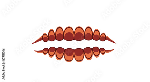 Vector Illustration of Tooth Morphology: Dental Anatomy, Arrangement, and Health Presentation