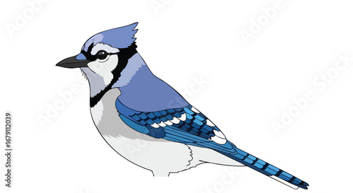Vibrant illustration of a perched blue jay with detailed plumage and a clean white background presenting the bird's natural elegance