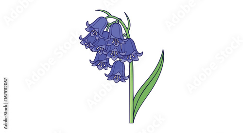 Illustration of a hyacinthoides non-scripta, also known as bluebells, captured with a simple design and beautiful color scheme