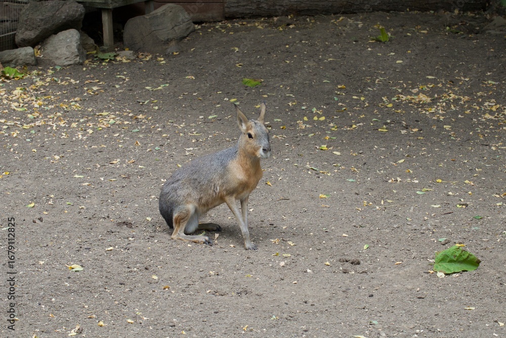 Obraz premium patagonian mara in the zoo