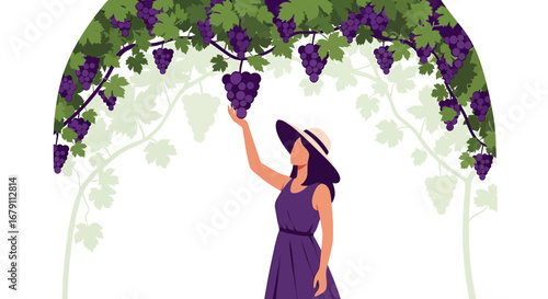 Woman Under Grapes Vineyard Picking Ripe Fruits During Harvest Time