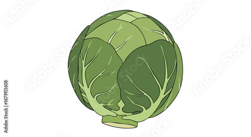 Illustrated brussels sprout: A vibrant vector drawing showcasing the healthy single vegetable, perfect for nutritional educational resource