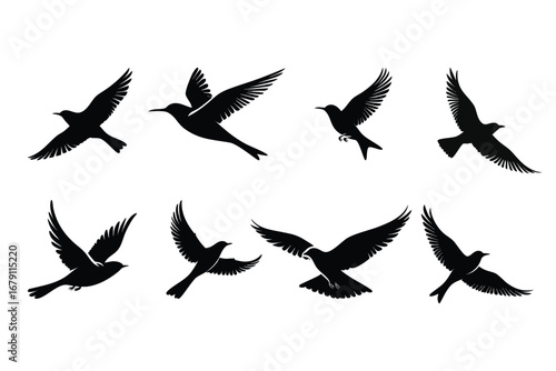 Silhouette of flying Birds.