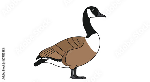 Isolated Canada Goose Cartoon Illustration with Distinct Plumage and Defined Outlines Perfect for Education and Design Projects