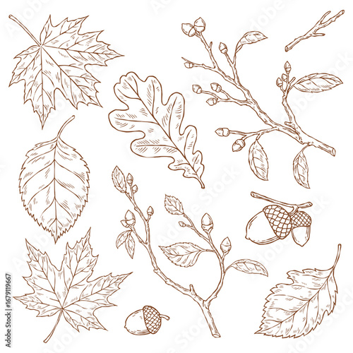 Vintage Hand-Drawn Autumn Leaves and Acorns Set in Etching Style