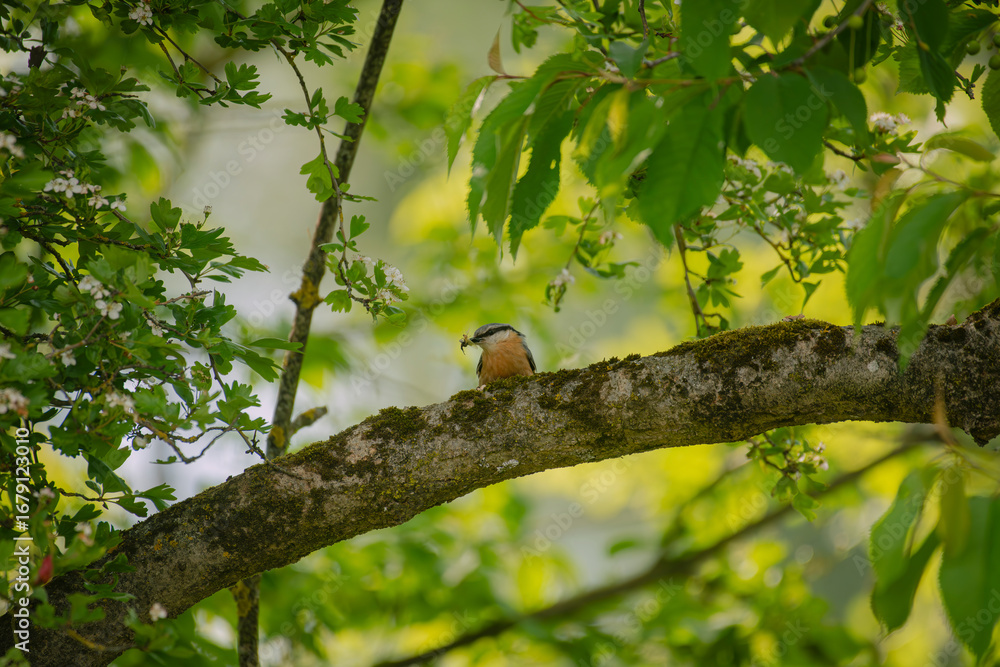 Fototapeta premium A Eurasian Nuthatch with its prey on a branch