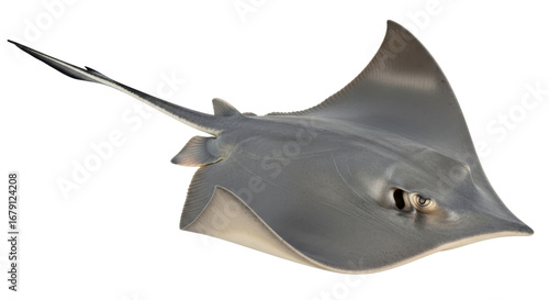 Φωτογραφία Isolated Stingray