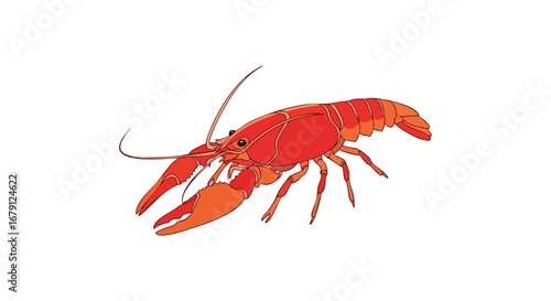Vivid depiction of a crayfish showcasing vibrant red and orange hues against a stark white background that enhance detail and appeal