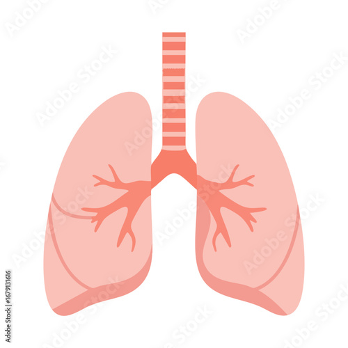 Anatomical illustration of human lungs and trachea. Vector icon of the respiratory system for medical and healthcare concepts isolated on white background.