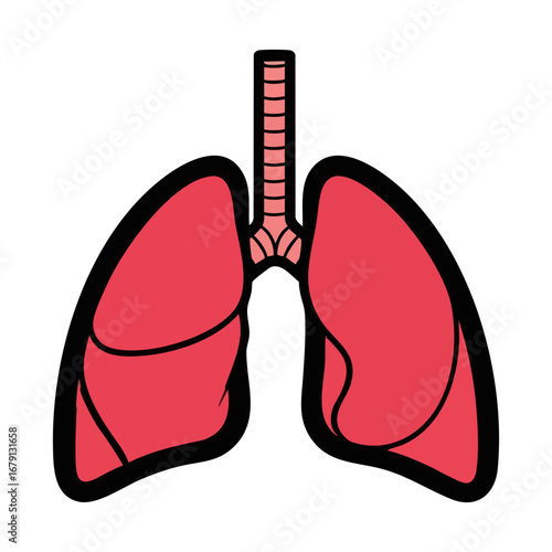 Anatomical illustration of human lungs and trachea. Vector icon of the respiratory system for medical and healthcare concepts isolated on white background.