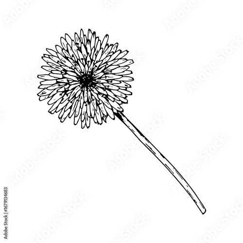 Hand drawn vector illustration of a dandelion flower head on a long stem in ink engraving style, great for herbal labels, tea and tincture branding, packaging, stationery, crafts and botanical