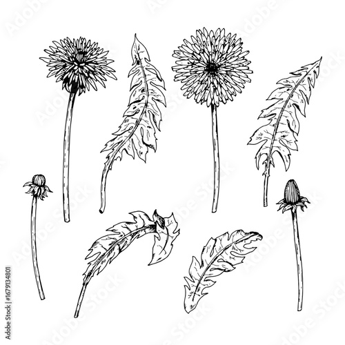 Hand drawn vector illustration set of dandelion elements flowers leaves buds and stems in ink style, ready for patterns, packaging, herbal labels, DIY crafting, branding, education and prints