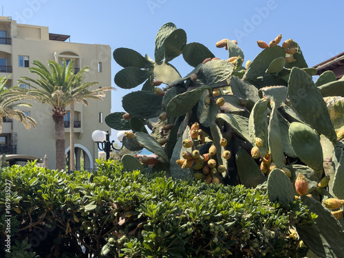 Image of a prickly pear cac...