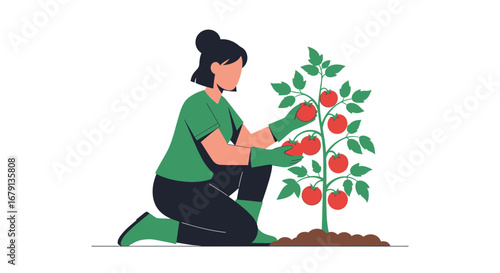Woman Harvesting Ripe Tomatoes From a Lush Plant in a Clean, Modern Garden