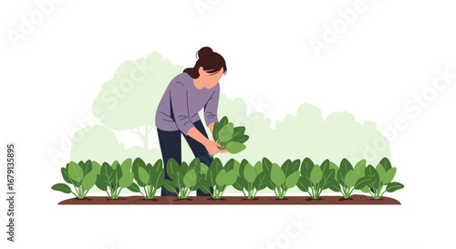 Woman Harvesting Spinach From Garden; Illustration of Gardening and Healthy Eating Habits