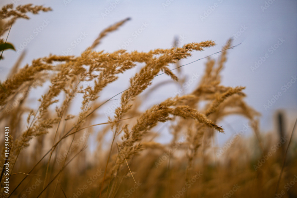 Fototapeta premium Golden wheat ears swaying in the wind at sunset