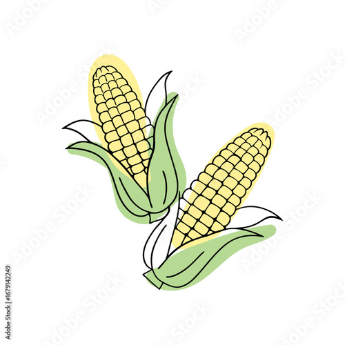 Corn cobs with green husks in vector. Isolated clipart for farming, food, harvest and agriculture