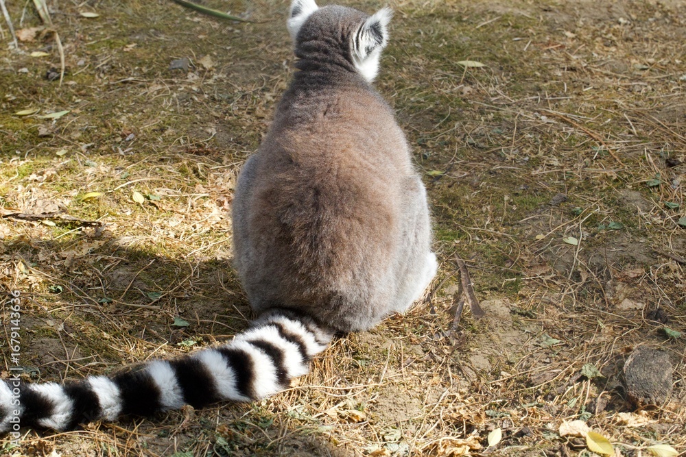 Obraz premium ring tailed lemur's back