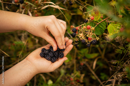 Picking blackberries from bush