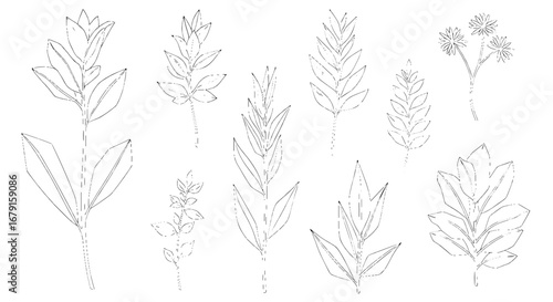 Botanical line art illustration with multiple leaves, stems, and flowers. Nature, floral, drawing, plant, foliage.