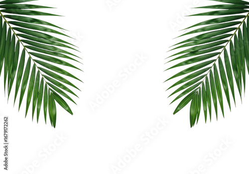 Green palm leaves isolated on transparent background