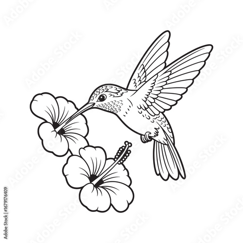 Black and white line art illustration of a hummingbird feeding on two hibiscus flowers tropical nature