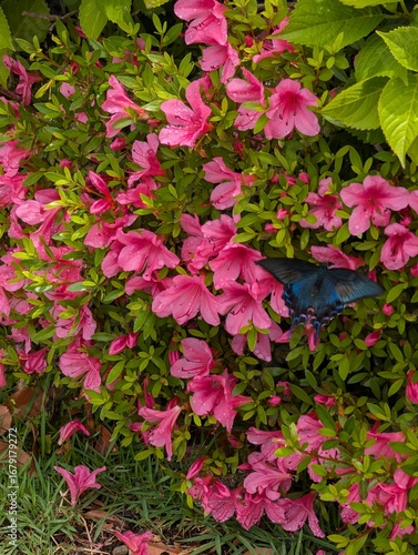 Butterfly on pink flowers 