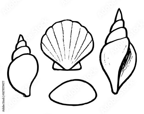 Seashells of different shapes and sizes