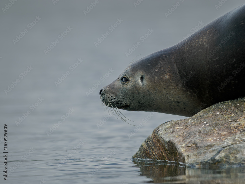 Naklejka premium Foca