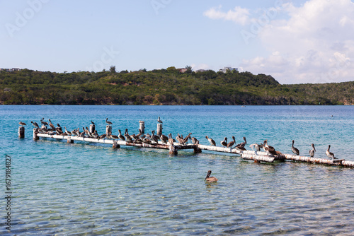 Wallpaper Mural Flock of brown pelicans lined up on a small wooden pier made of palm tree trunks in a countryside lake near Cienfuegos, Cuba Torontodigital.ca