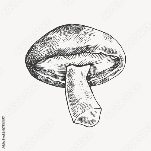 Obraz na plátně Black & white shiitake mushroom collage element