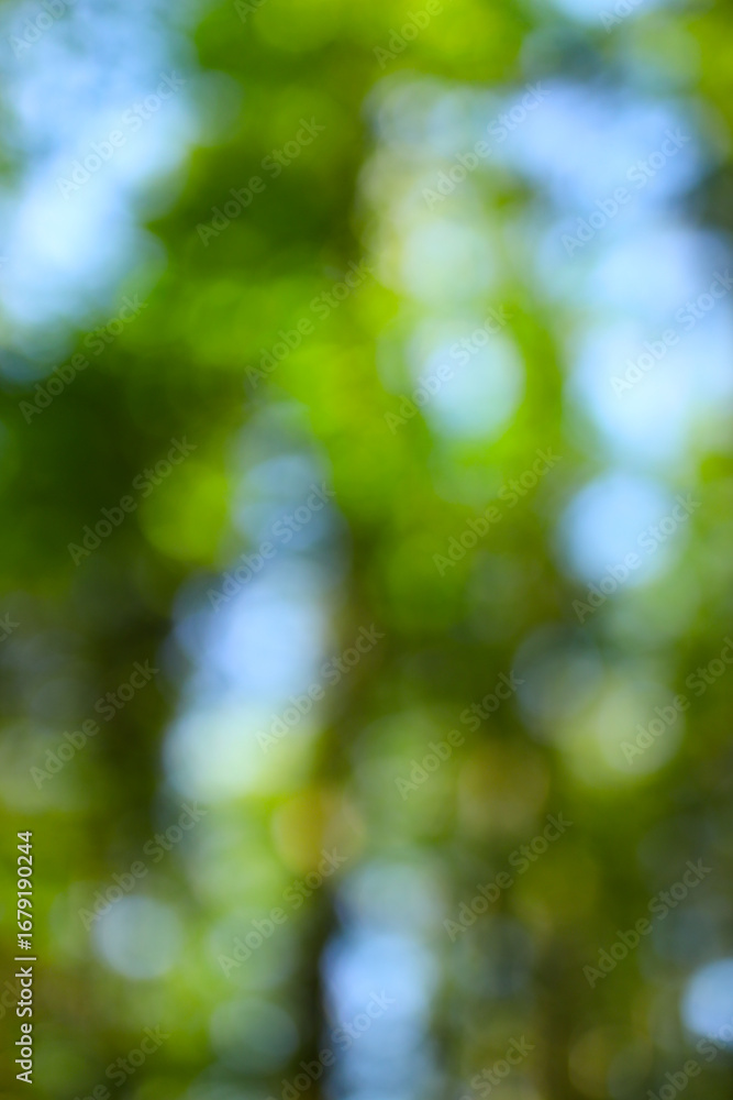 Obraz premium Blurred green forest background with bokeh effect