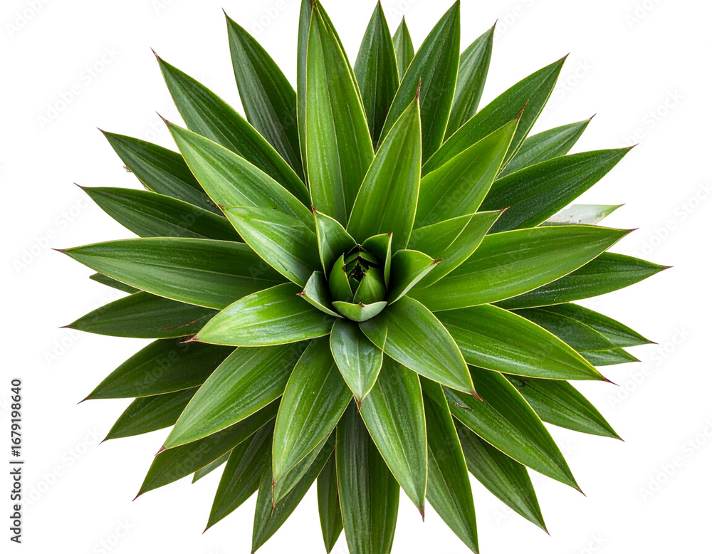 Fototapeta premium Yucca Plant with Spiky Green Leaves, Top-Down View, Isolated