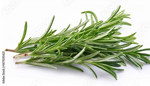 fresh rosemary isolated on a white background