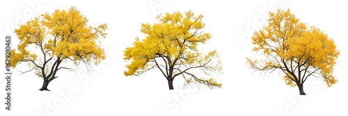 Set of A yellow tree isolated on a transparent background