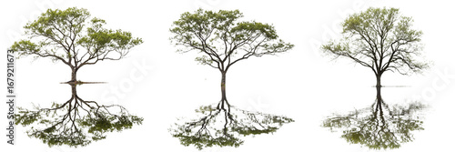 Set of a tree in the water isolated on a transparent background
