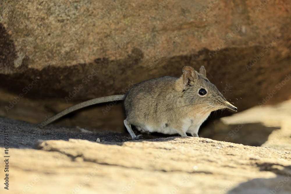 Short-eared elephant shrew (Macroscelides probosideus), adult, foraging, Mountain Zebra National Park, Eastern Cape, South Africa Short-eared elephant shrew (Macroscelides probosideus), adult, foraging, Mountain Zebra National Park, Eastern Cape, South Africa