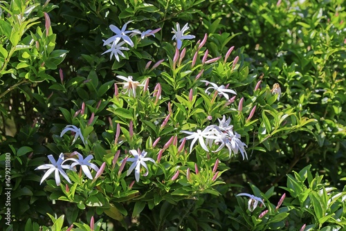 African jasmine (Jasminum multipartitum), flower, in bloom, Kirstenbosch Botanical Gardens, Cape Town, South Africa