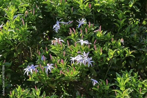 African jasmine (Jasminum multipartitum), flower, in bloom, Kirstenbosch Botanical Gardens, Cape Town, South Africa