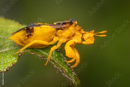 Yellow female Jagged Ambush Bug hunting for prey on a summer afternoon with blurred green background