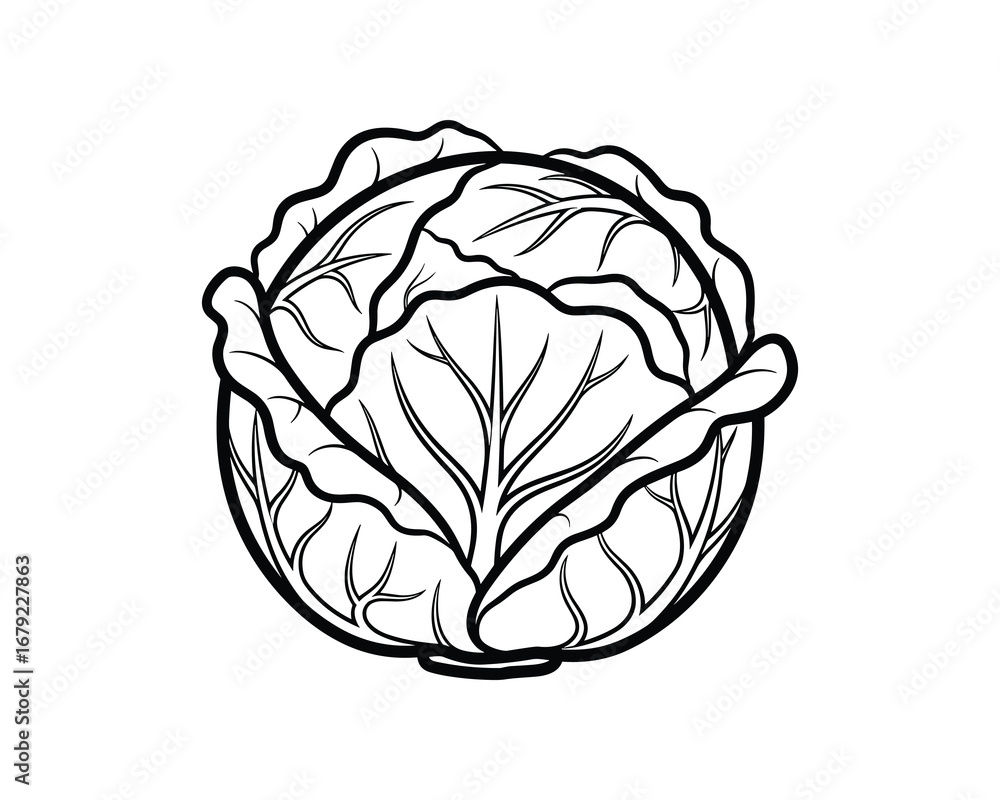 Obraz premium Cabbage Outline Vegetable with Detailed Leaf Veins, Round Shape, Black and White Vector Illustration