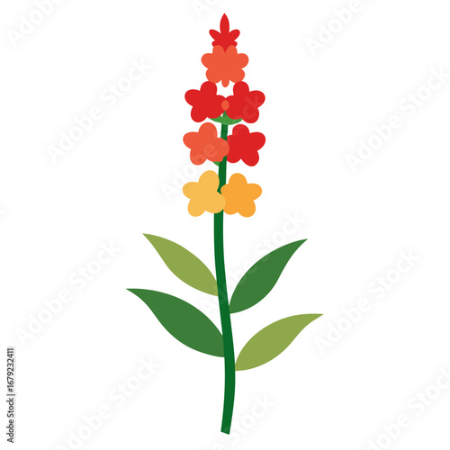 verbascum-olympicum-flower-on-white., olympic mullein vector on white background