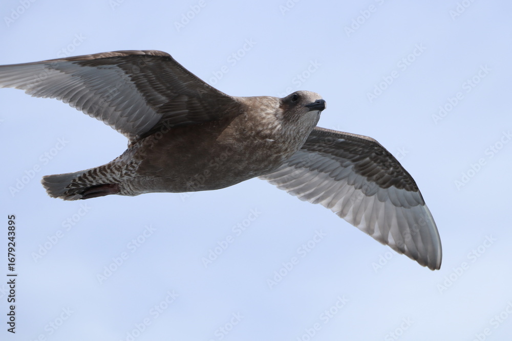 Obraz premium カモメ