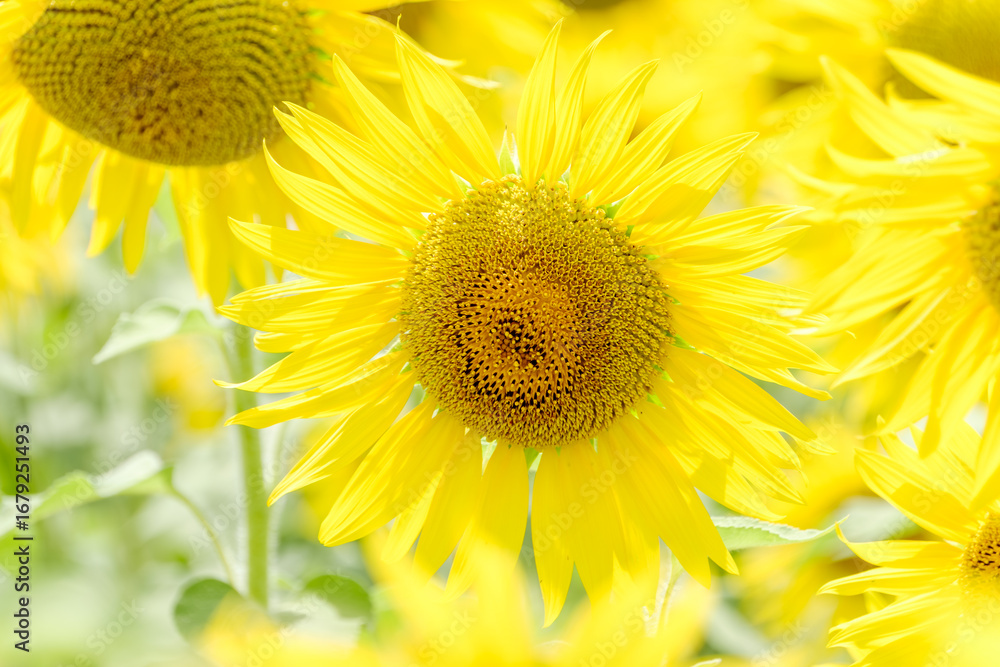 Fototapeta premium Bright sunflower in full bloom under summer sunlight